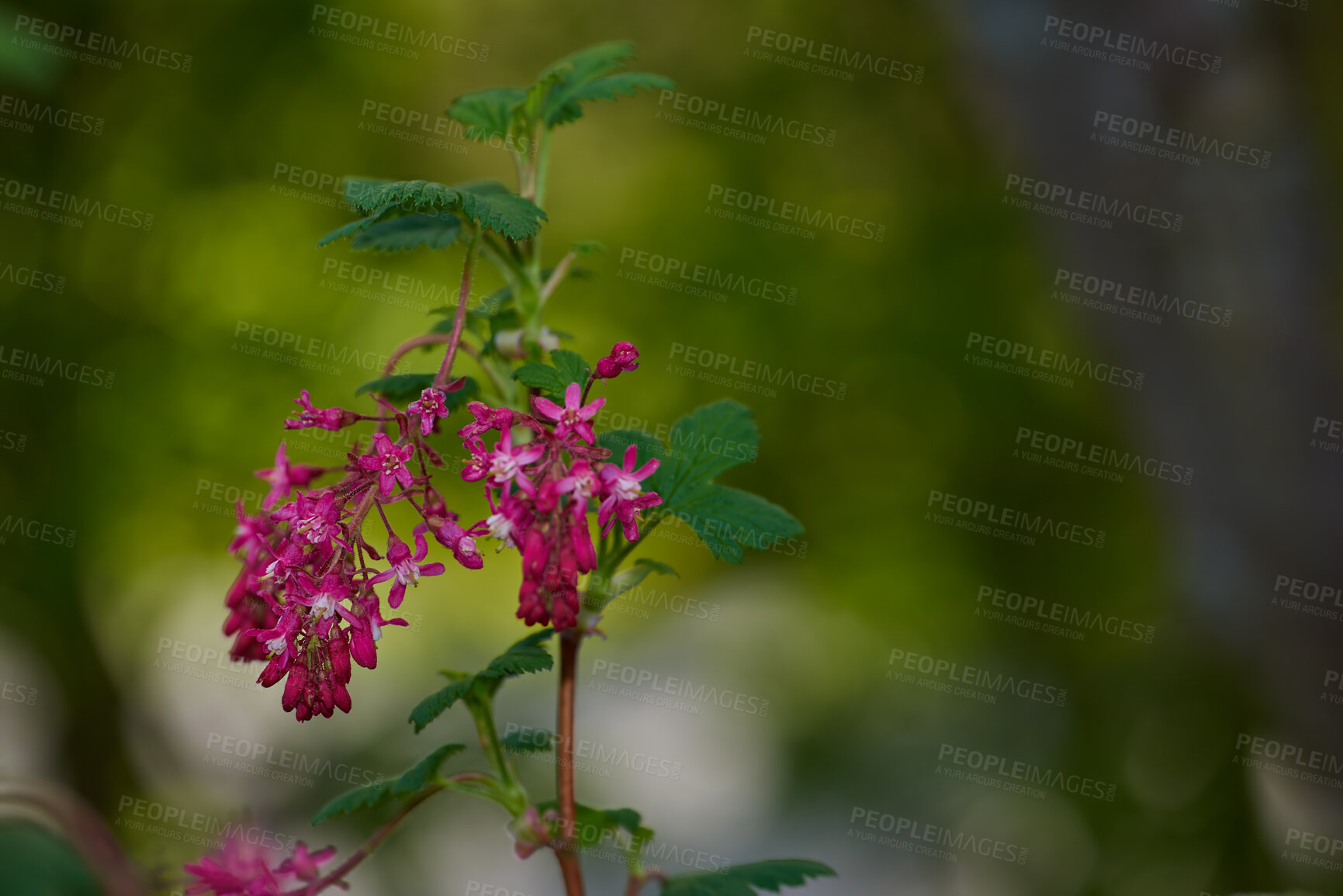 Buy stock photo A series of beautiful garden photos