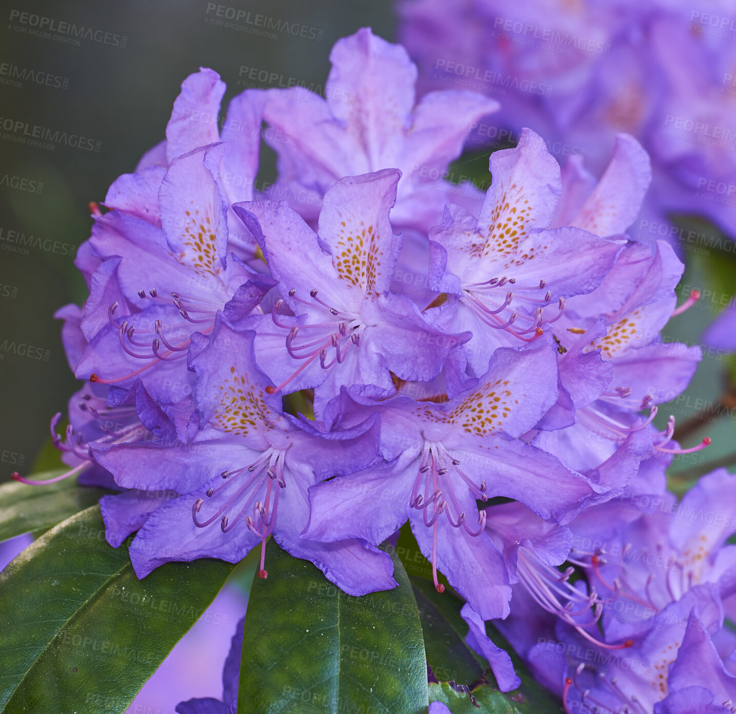 Buy stock photo Beautiful closeup of colorful flowers blooming in a backyard garden or botanical forest on a Spring day. Catawba rosebay Azaleas species plant growing in natural grassland with green leaves.