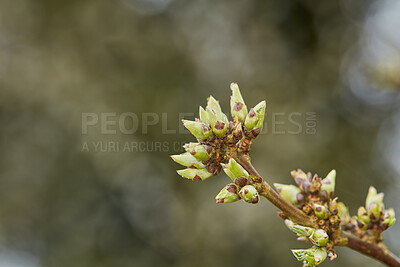 Buy stock photo A series of beautiful garden photos