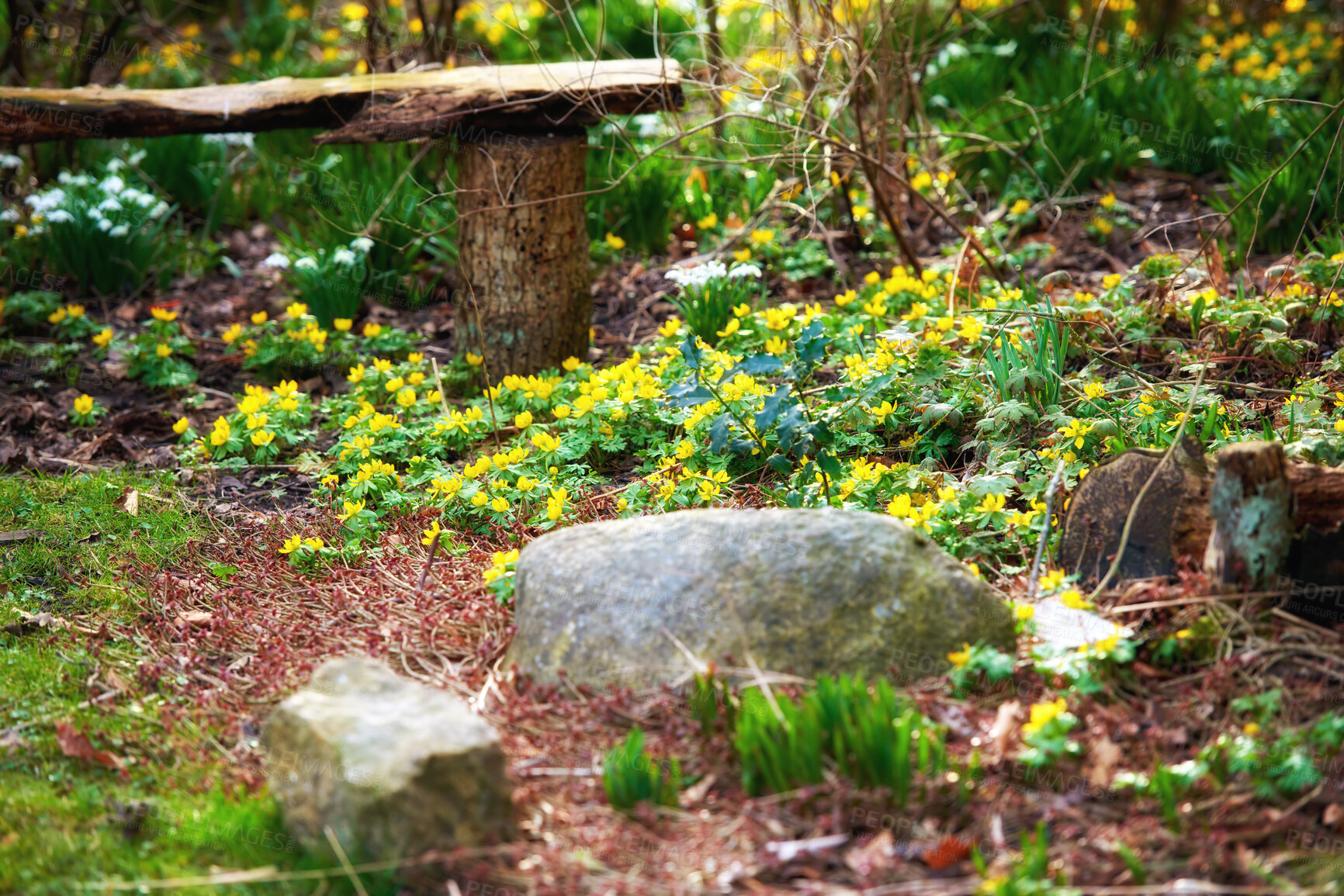 Buy stock photo Beautiful, green and relaxing forest with rocks and a bench to enjoy the peace, quiet and views of nature. Tranquil, zen and mysterious garden with plants and flowers outside during summer or spring