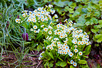 Beautiful flowers from my garden
