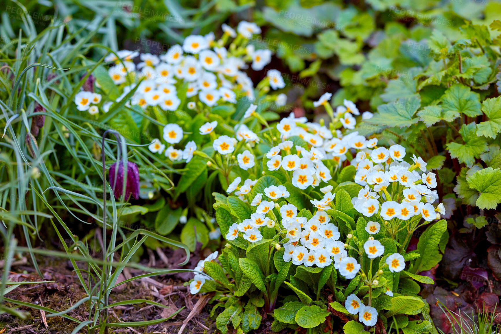 Buy stock photo A series of beautiful garden photos