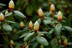 Rhododendron - garden flowers in May