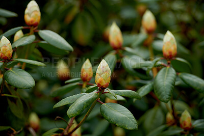 Buy stock photo Rhododendron is a genus of 1,024 species of woody plants in the heath family, either evergreen or deciduous, and found mainly in Asia, although it is also widespread throughout the Southern Highlands of the Appalachian Mountains of North America.