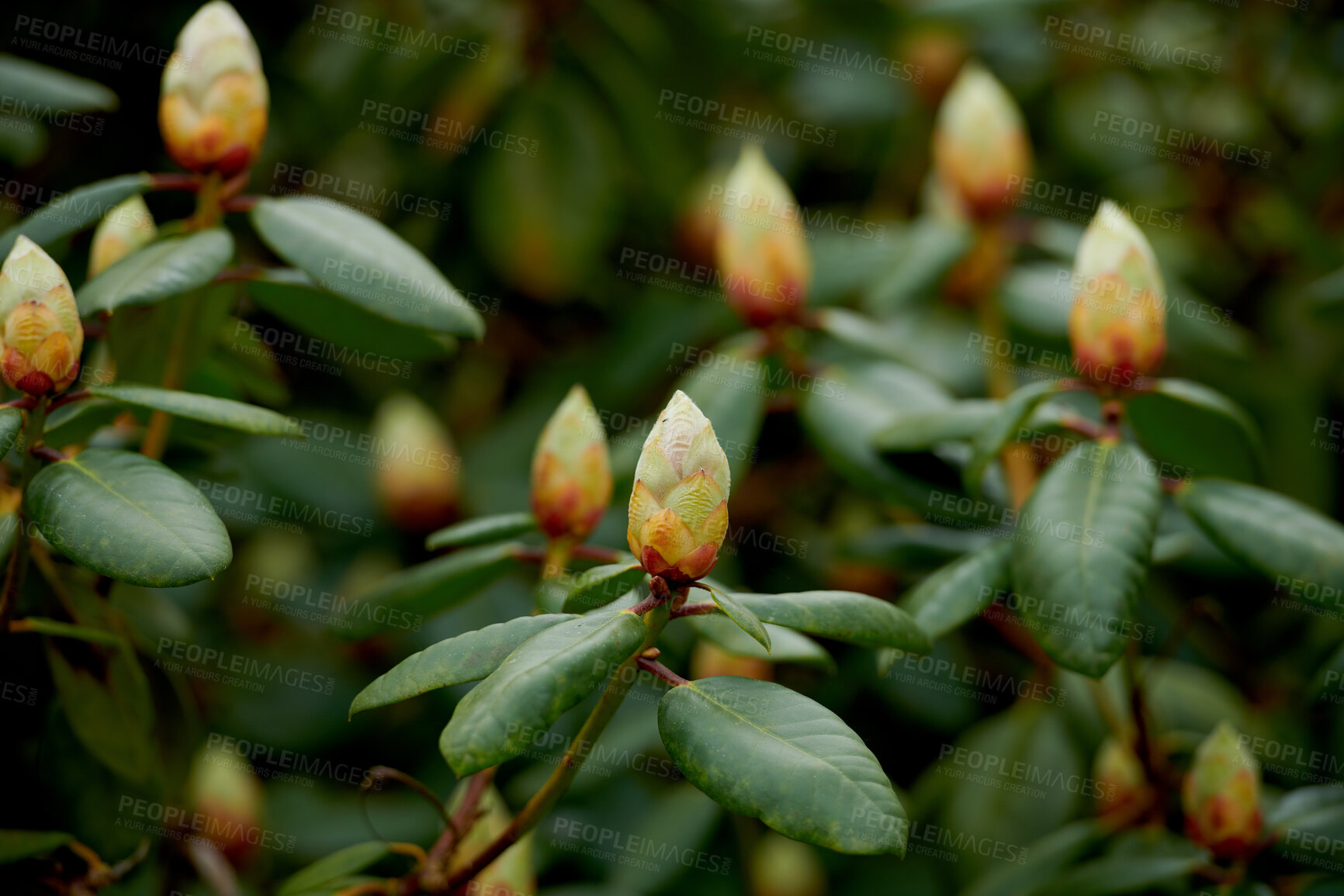 Buy stock photo Rhododendron is a genus of 1,024 species of woody plants in the heath family, either evergreen or deciduous, and found mainly in Asia, although it is also widespread throughout the Southern Highlands of the Appalachian Mountains of North America.