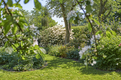 Buy stock photo Trees, plants, and flowers in a green garden with cultivated lawn on sunny day outside in summer. Scenic view of white blossoms and rhododendron in vibrant and lush backyard or growing in nature park