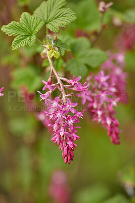 Buy stock photo Colorful, beautiful pink flowers growing in a garden. Ribes sanguineum or flowering currants with vibrant petals from the gooseberry species blooming, blossoming and sprouting in nature