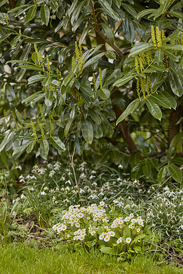 Buy stock photo Beautiful and natural green spring garden flowers and plants growing outdoor during the day. Landscape of many primrose flowering plant and shrub grown as landscaping in a park in springtime season