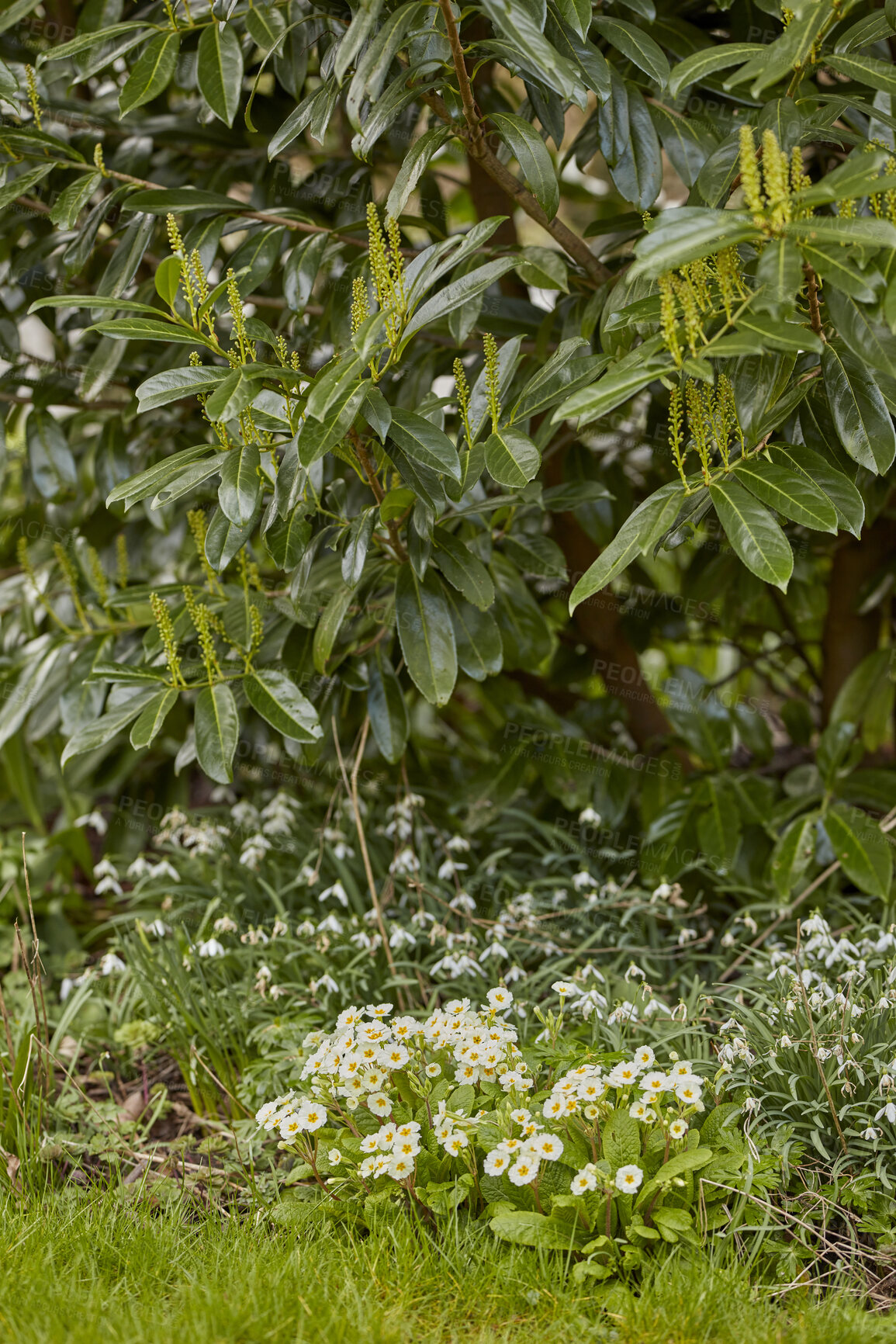 Buy stock photo Beautiful and natural green spring garden flowers and plants growing outdoor during the day. Landscape of many primrose flowering plant and shrub grown as landscaping in a park in springtime season