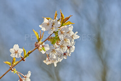 Buy stock photo A series of beautiful garden photos