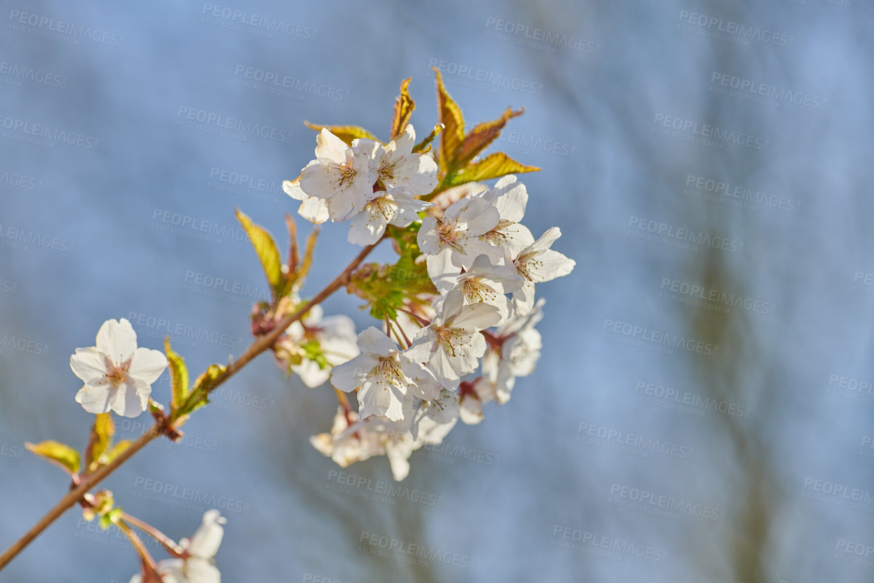 Buy stock photo A series of beautiful garden photos