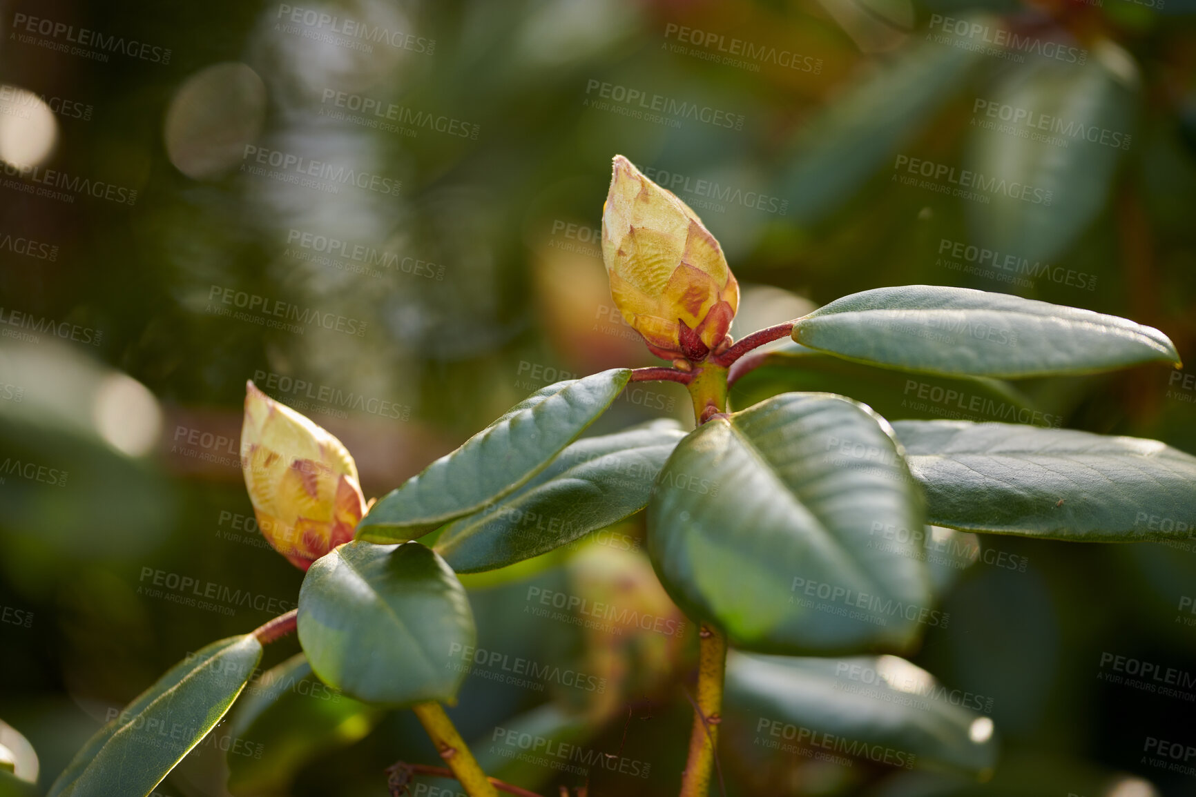 Buy stock photo A series of beautiful garden photos