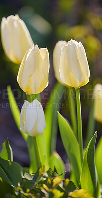 Buy stock photo Beautiful, white flowers in nature with green grass and plant life outside. Closeup of tulips in a natural garden on a spring morning outdoors. Outdoor view of fresh park plants on a gardening day.