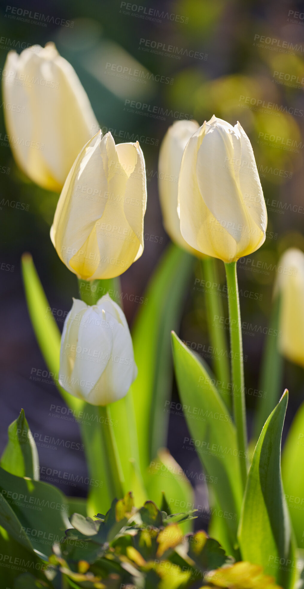 Buy stock photo Beautiful, white flowers in nature with green grass and plant life outside. Closeup of tulips in a natural garden on a spring morning outdoors. Outdoor view of fresh park plants on a gardening day.