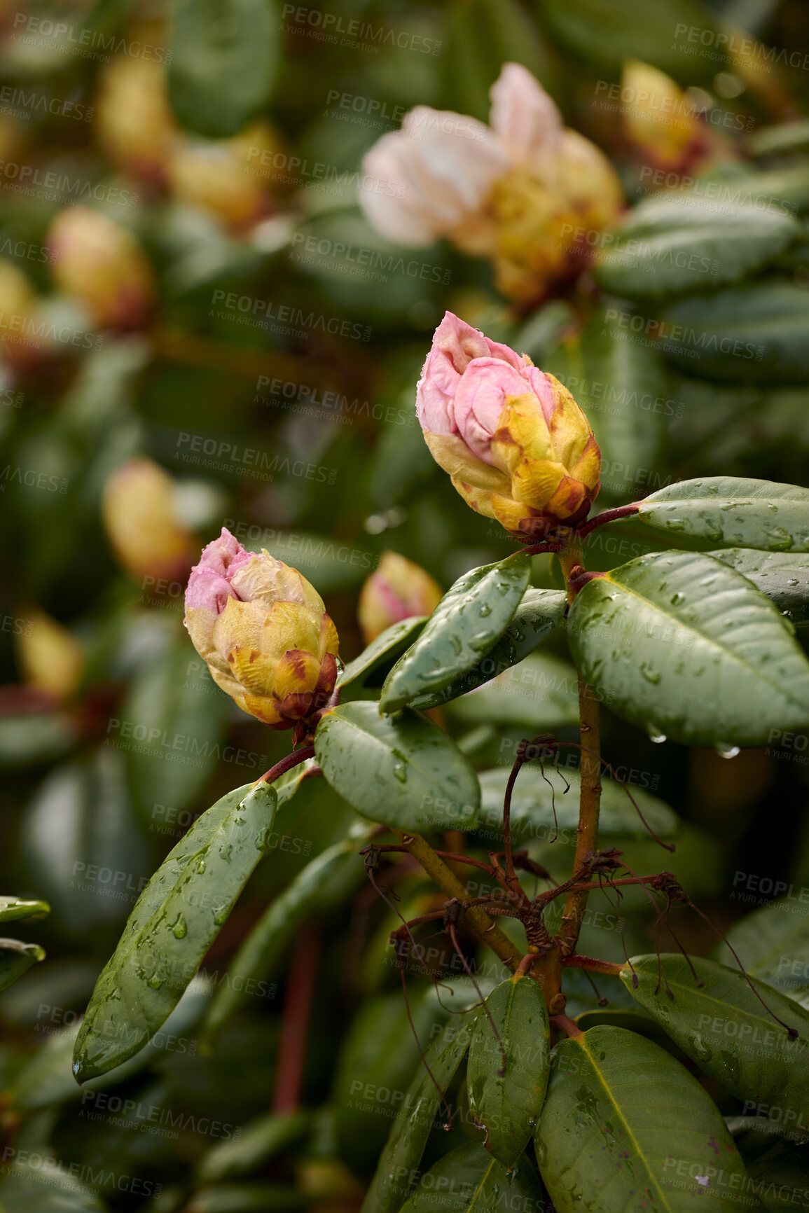 Buy stock photo Rhododendron is a genus of 1,024 species of woody plants in the heath family, either evergreen or deciduous, and found mainly in Asia, although it is also widespread throughout the Southern Highlands of the Appalachian Mountains of North America.