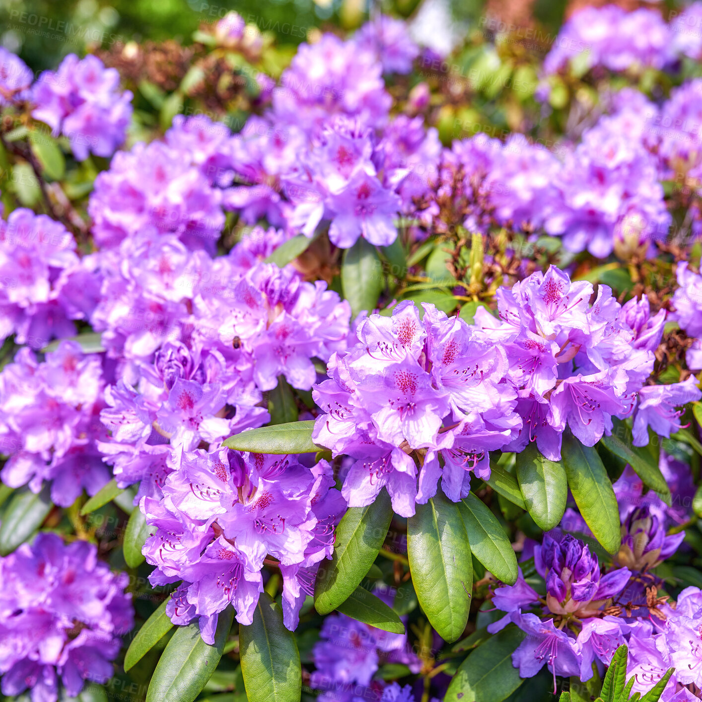 Buy stock photo A series of photos of rhododendron in garden