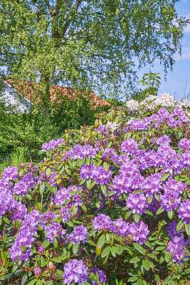 Buy stock photo A series of photos of rhododendron in garden