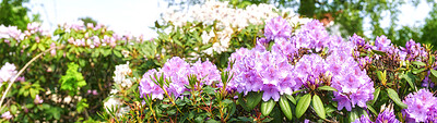 Buy stock photo A series of photos of rhododendron in garden