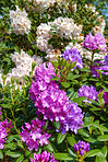 Garden flowers in summertime