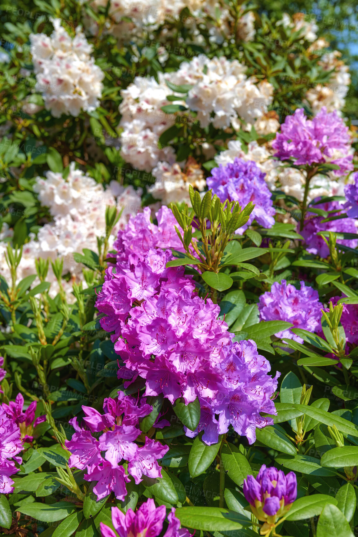 Buy stock photo A photo of beautiful garden details