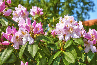 Buy stock photo A series of photos of rhododendron in garden