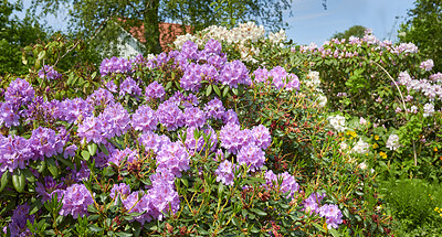 Buy stock photo A series of photos of rhododendron in garden