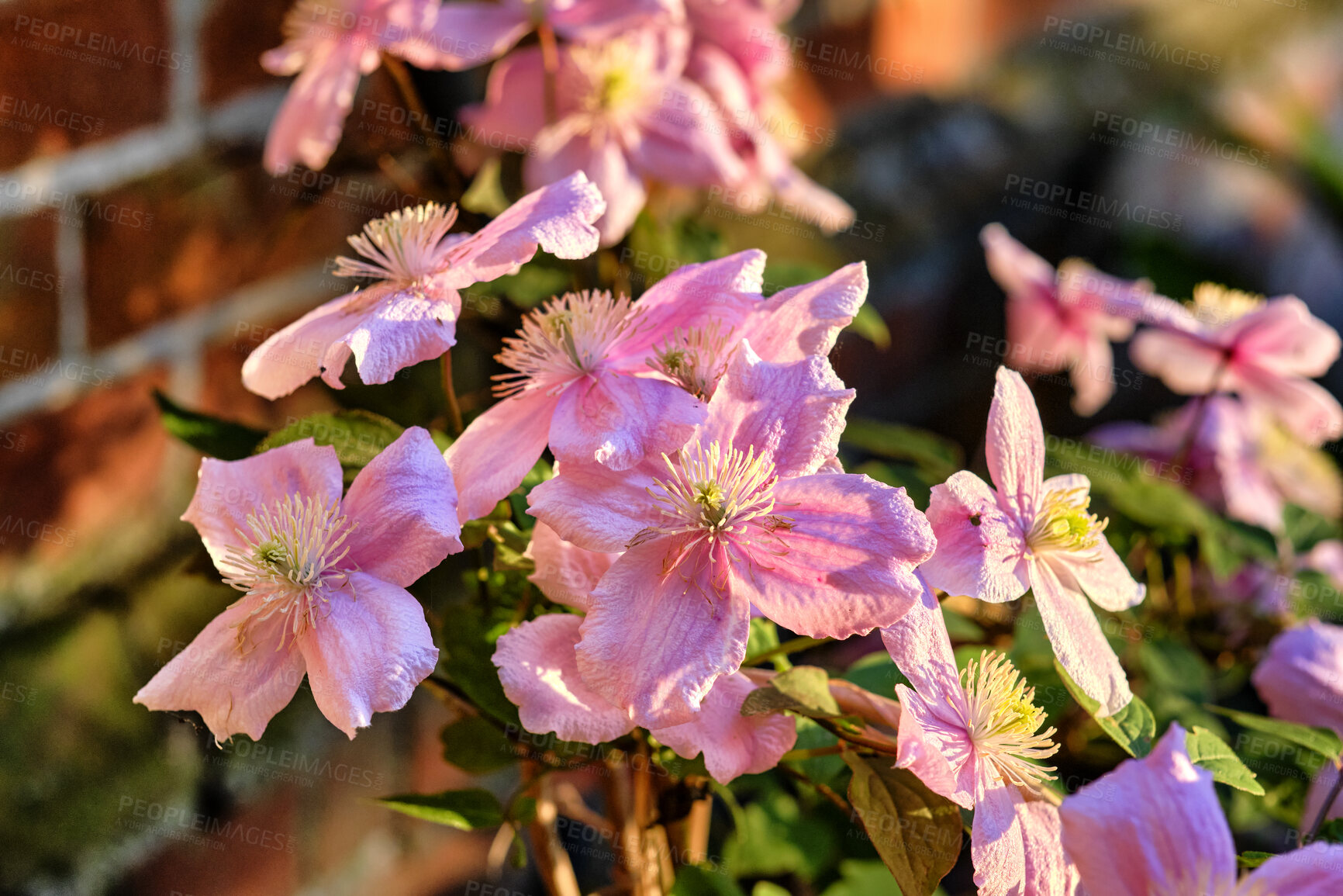 Buy stock photo Fresh, pretty and colorful flowers growing in beautiful green garden on a sunny day, open and bright blooms in nature. Petals and floral patterns of Italian Leather with harmony and beauty in nature