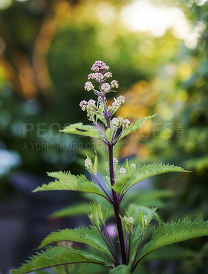 Buy stock photo Close up view of a beautiful, green and purple plant in the forest with a bokeh background. A vibrant purple butterfly bush flower blossoms while a ray of light is shining in nature 