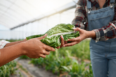 Buy stock photo People, hands or farming with spinach for harvest, agriculture or growing crops in greenhouse. Closeup, farmers and organic vegetable for natural growth, agro business or sustainability in eco garden