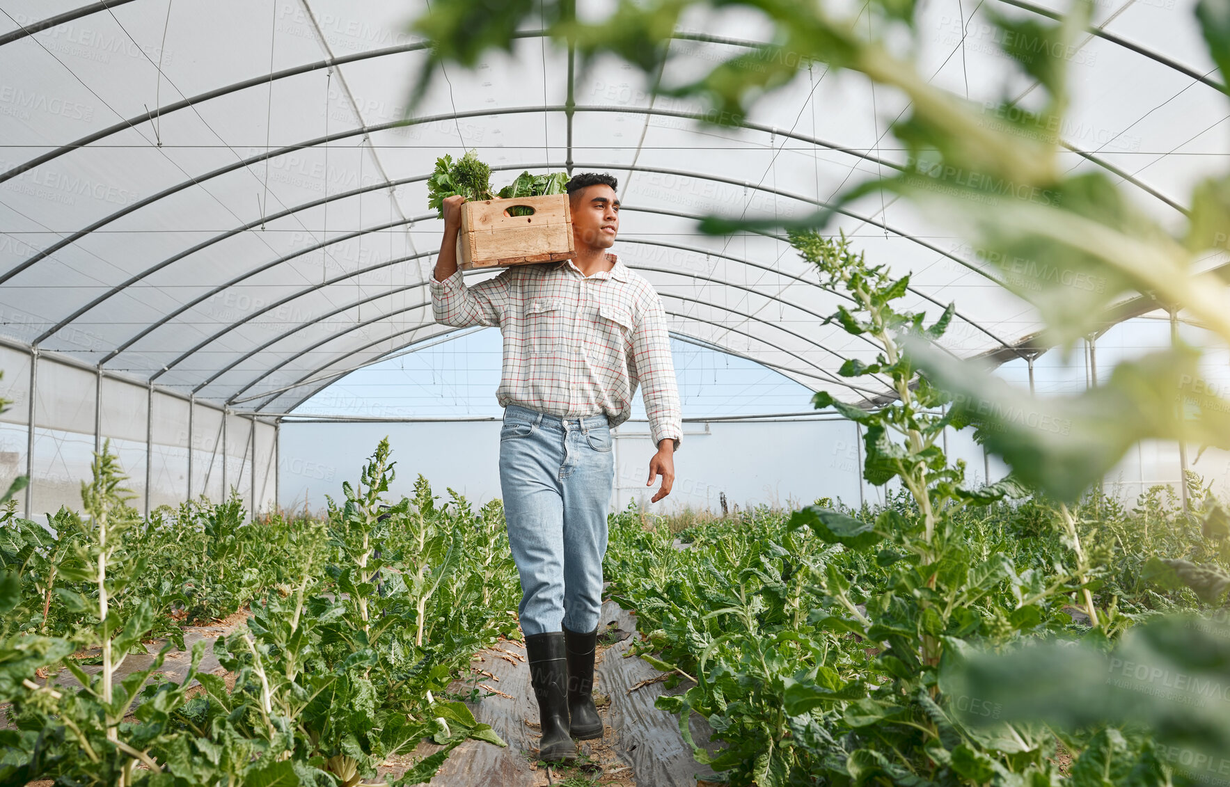 Buy stock photo Shot of a young man holding a crate of fresh produce while working in a greenhouse on a farm
