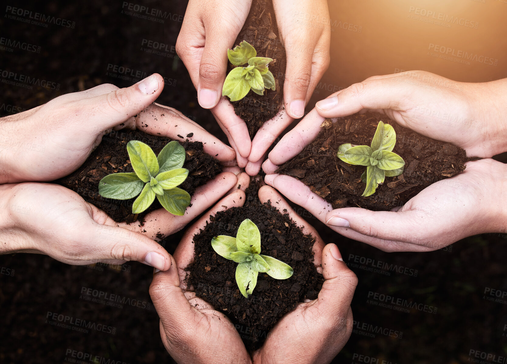 Buy stock photo Plants, hands and soil for teamwork with nature, earth wellness and gardening hope for future in agriculture farming. Ecology, collaboration and people or environmental health, community and outreach