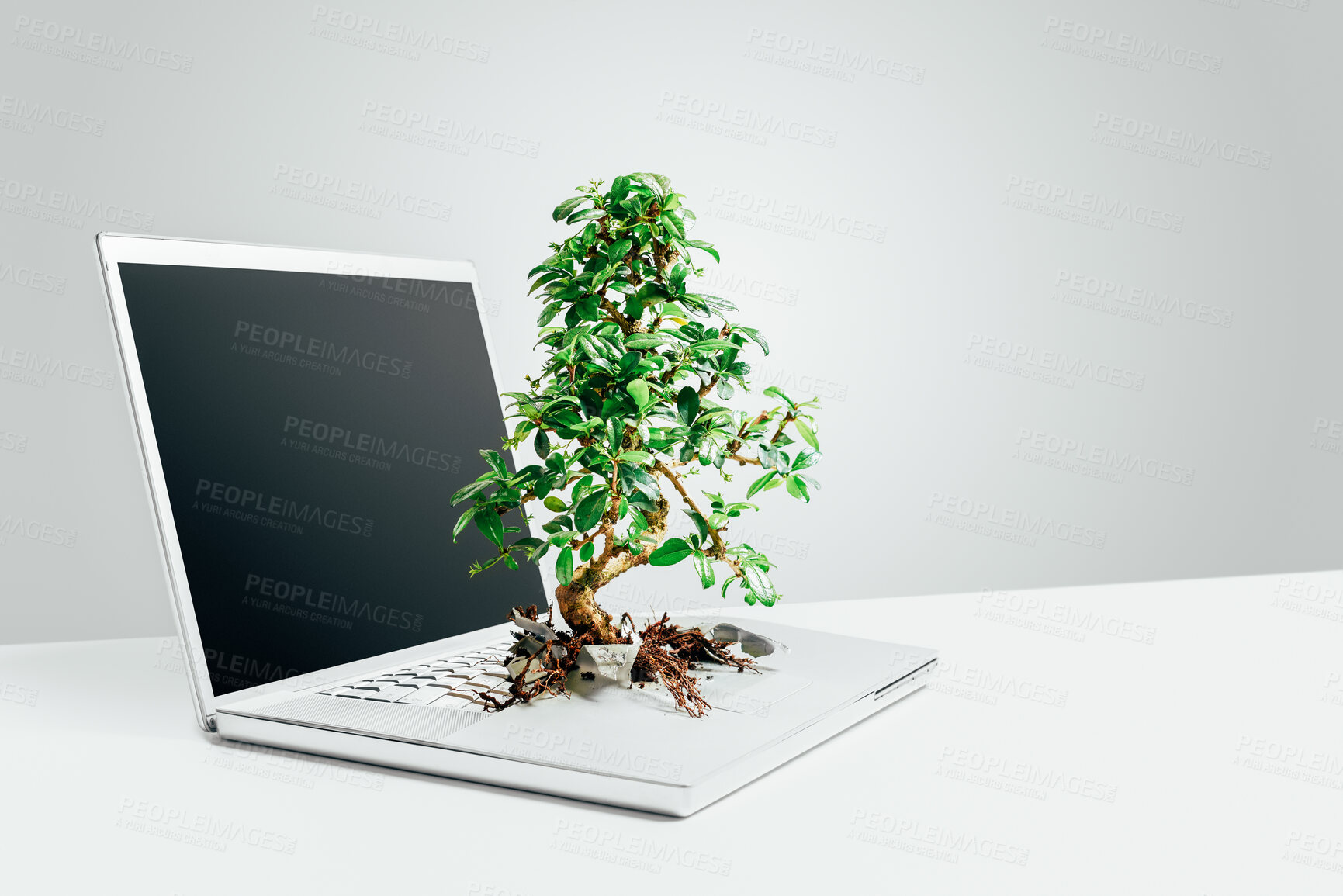 Buy stock photo Bonsai tree growing out from a laptop in studio against a grey background