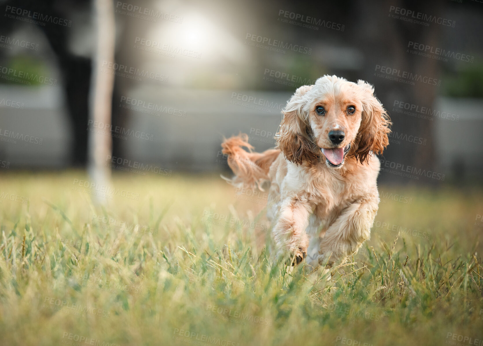 Buy stock photo Cocker spaniel, puppy and running at park, grass and adventure with speed, fur and playful in nature. Animal, dog or pet on field, fast and training in summer sunshine with development in England