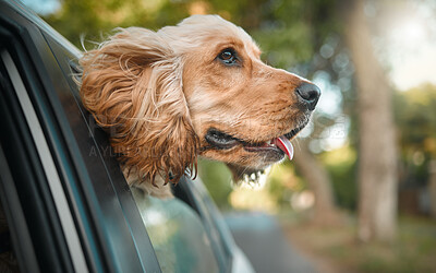 Buy stock photo Cocker spaniel, dog and driving in car, window and outdoor for road trip, journey and fur in wind. Animal, pet and puppy in vehicle for travel, transportation and profile with sunshine in countryside