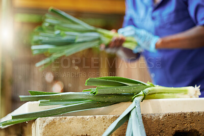 Buy stock photo Agriculture, vegetable and plant with person for quality inspection, sustainability or growth. Grocery, farming and climate resilient crops with farmer for food security, ecology and environment