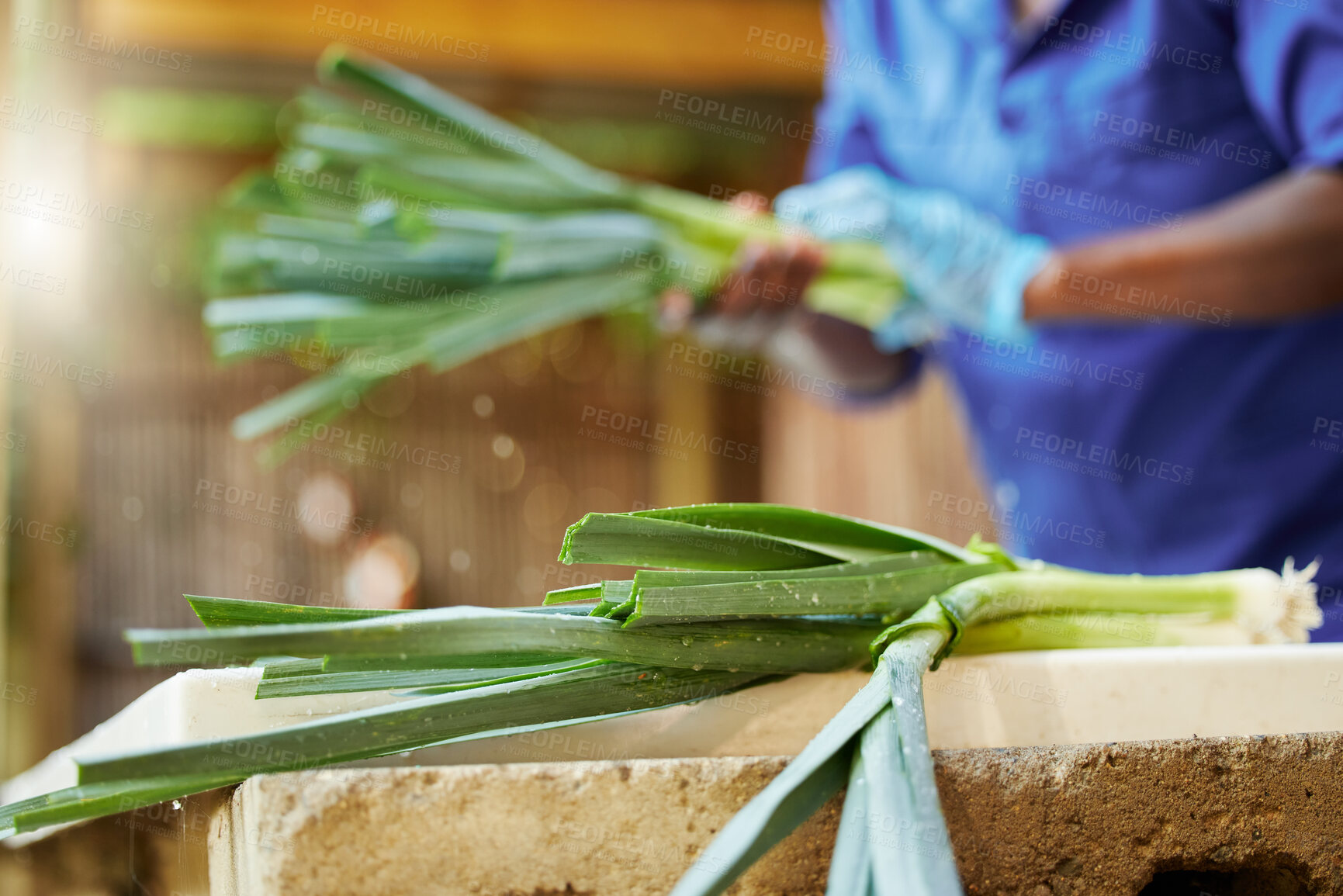 Buy stock photo Agriculture, vegetable and plant with person for quality inspection, sustainability or growth. Grocery, farming and climate resilient crops with farmer for food security, ecology and environment