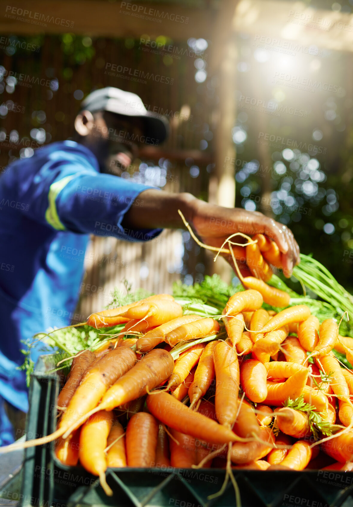 Buy stock photo Agriculture, carrot and plant with person for quality inspection, sustainability or growth. Grocery, farming and climate resilient crops with vegetables for food security, ecology and environment