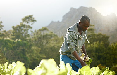 Buy stock photo Black man, farm and worker harvest vegetables for agriculture, production or agro. Food, plants and farmer picking crops at field for gardening, natural resources and fresh organic produce in nature