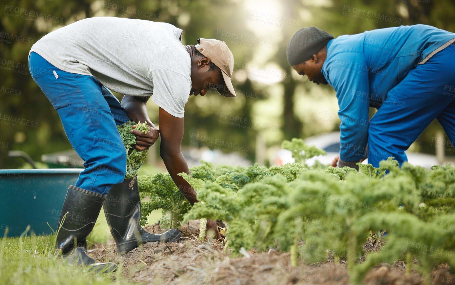 Buy stock photo Black men, farming and wheelbarrow with crops outdoor for agriculture, vegetable growth and plant harvest. Farmer, people and environment with carrot production, organic product and countryside help