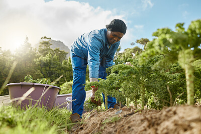 Buy stock photo Black man, farming and container with crops outdoor for agriculture, vegetable growth and plant harvest. Male person, farmer and environment of cultivation production, organic product and countryside