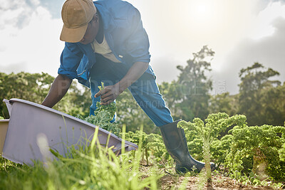 Buy stock photo Black man, farmer and bucket with crops outdoor for agriculture, vegetable growth and plant harvest. Male person, farming and environment for carrot production, organic product and countryside field