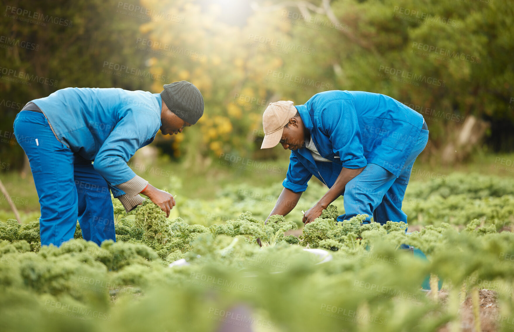 Buy stock photo African team, farm and harvest vegetables for agriculture work, production and agro. Food, men and farmers picking crops at field for gardening, natural resources and fresh organic plants in nature