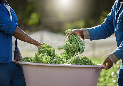 Buy stock photo People, hands and worker with crops on farm for harvest produce, manufacturing and small business. Collaboration, spinach and bucket with raw vegetables for nutrition, sustainability and organic food