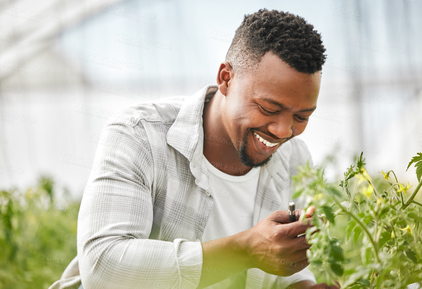 Buy stock photo Greenhouse, black man and farmer with crops inspection for farming, growth and sustainability with smile. Countryside, African person or gardener with plants for gardening, organic progress or pride