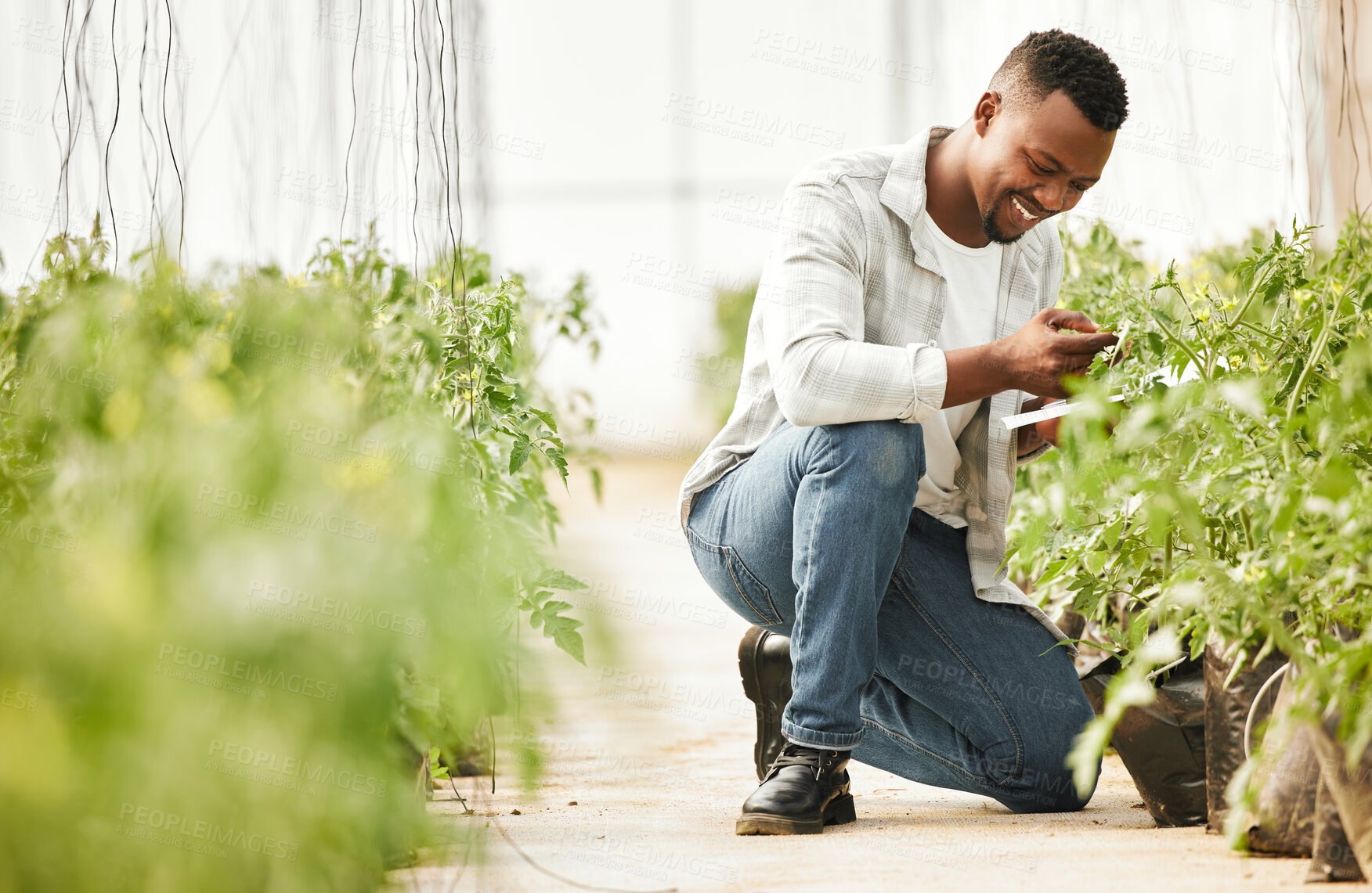 Buy stock photo Greenhouse, black man and checklist with marijuana for farming, inspection and sustainability for growth. Countryside, male person or farmer with cannabis plants for gardening, progress or production