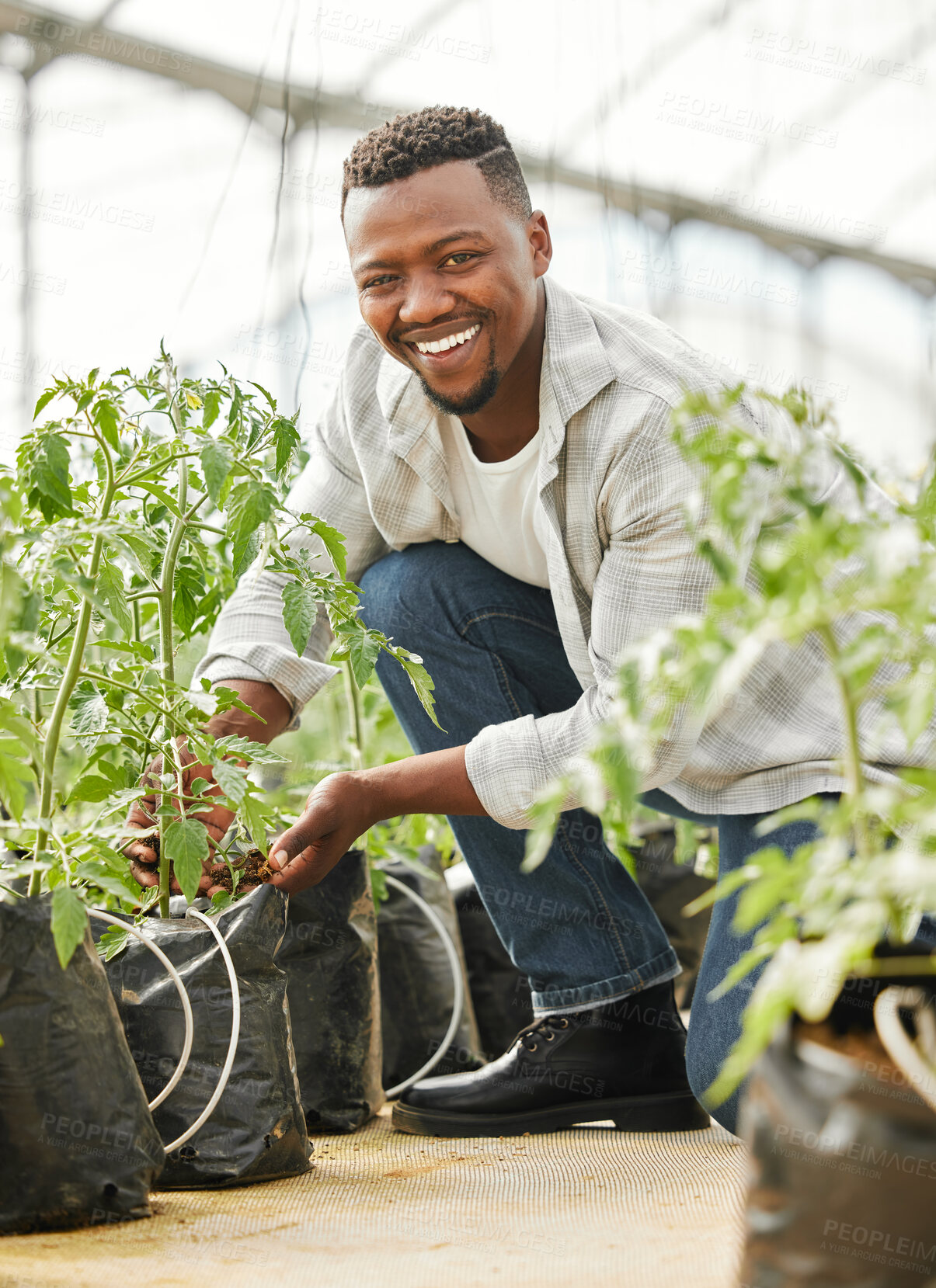 Buy stock photo Greenhouse, black man and portrait with plants for gardening, inspection and sustainability for growth. Countryside, male person or farmer with crops for farming, organic progress and development