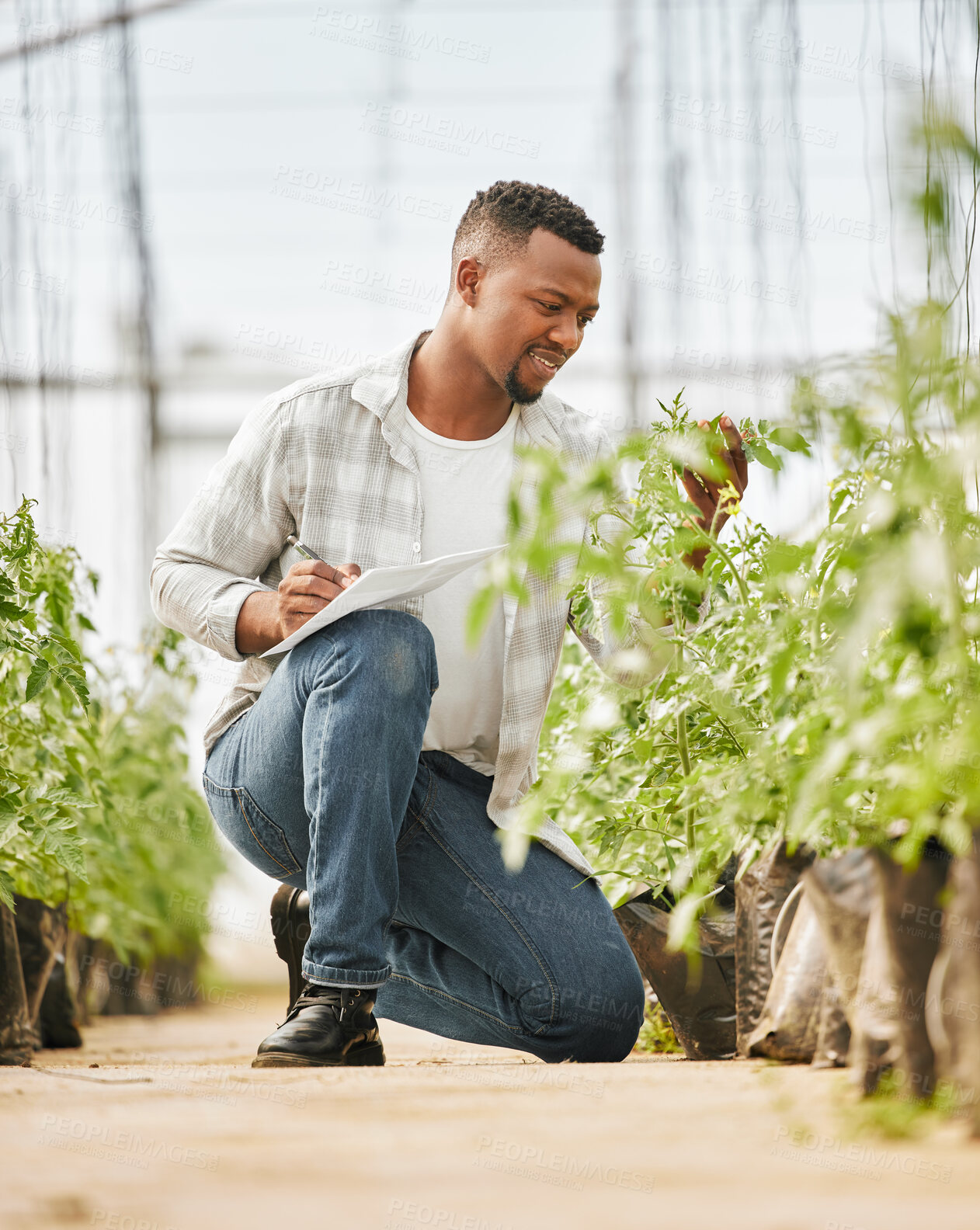 Buy stock photo Greenhouse, black man and paper with marijuana for farming, inspection and sustainability for growth. Countryside, male farmer and checklist with cannabis plants for gardening, progress or production