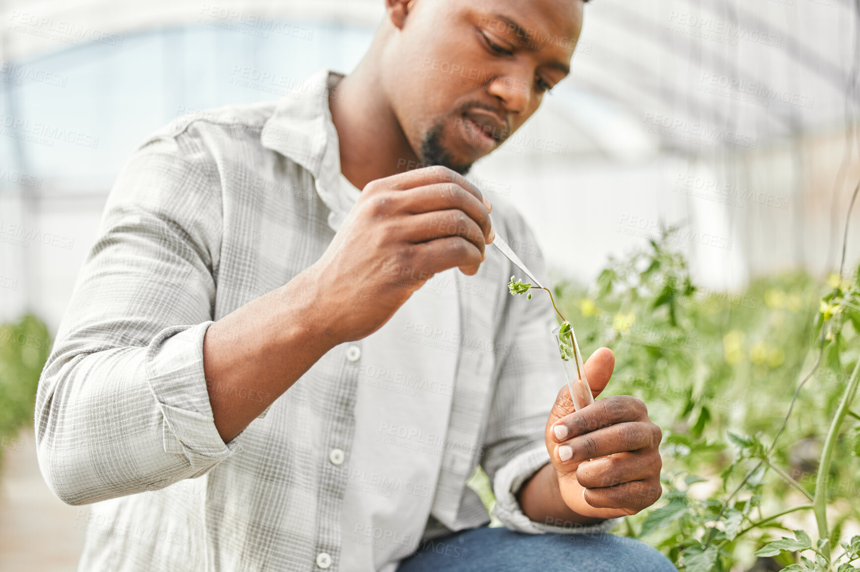 Buy stock photo Research, black man and farmer with sample in greenhouse for farming, growth inspection and sustainability. Countryside, African person or gardener with crops for gardening, organic progress or tube