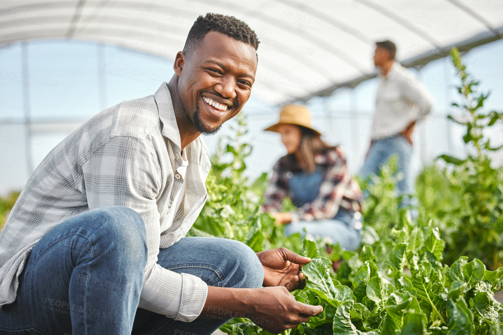 Buy stock photo Inspection, farming and happy black man in greenhouse with crops for vegetables, growth or sustainability. Countryside, African farmer or gardener with smile for gardening, organic progress or plants