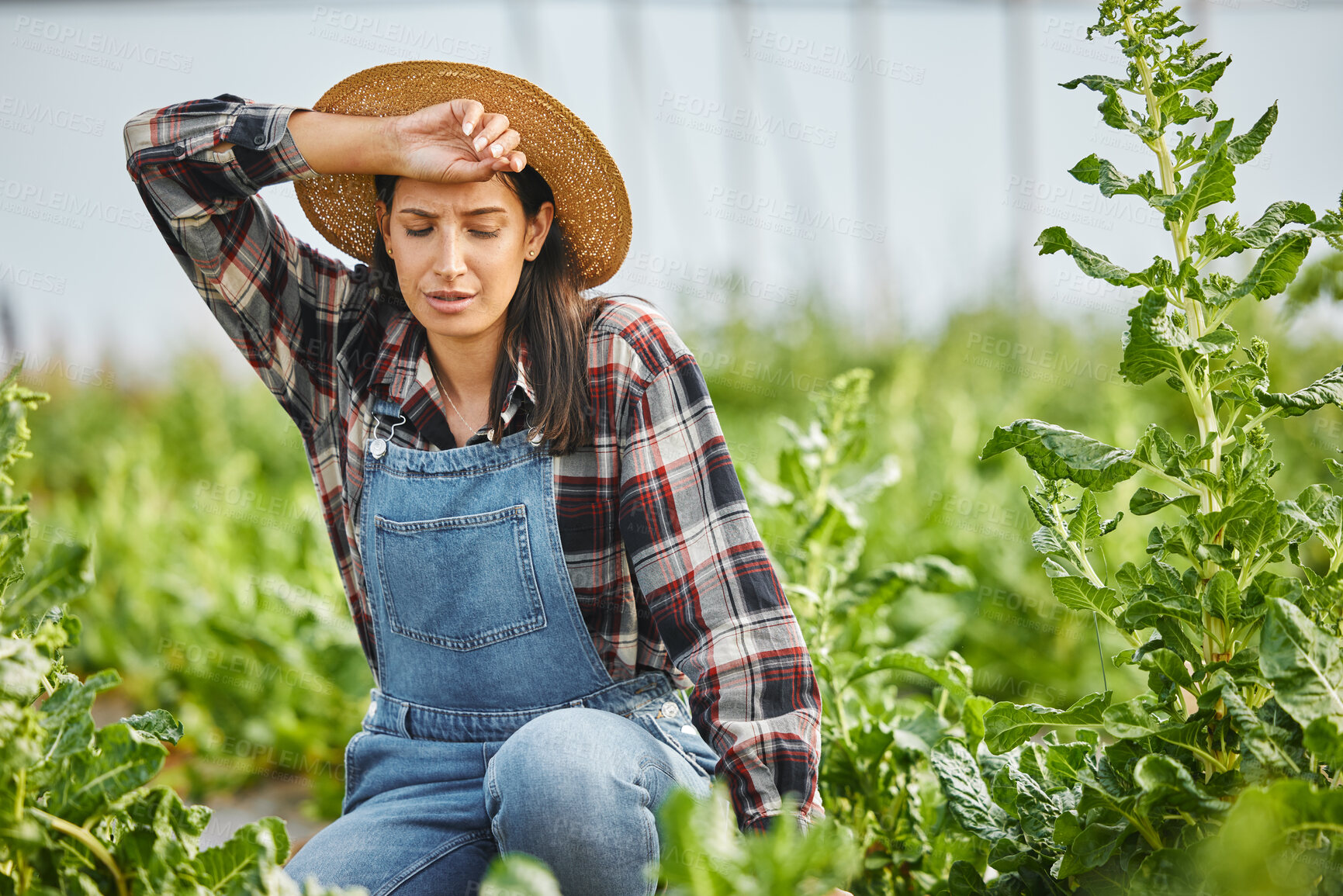 Buy stock photo Tired, farmer and woman in farm with crops for vegetables, growth and sustainability with fatigue. Countryside, exhausted person and overworked gardener sweating with plants produce for gardening